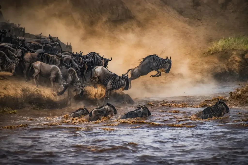 Sand River Masai Mara