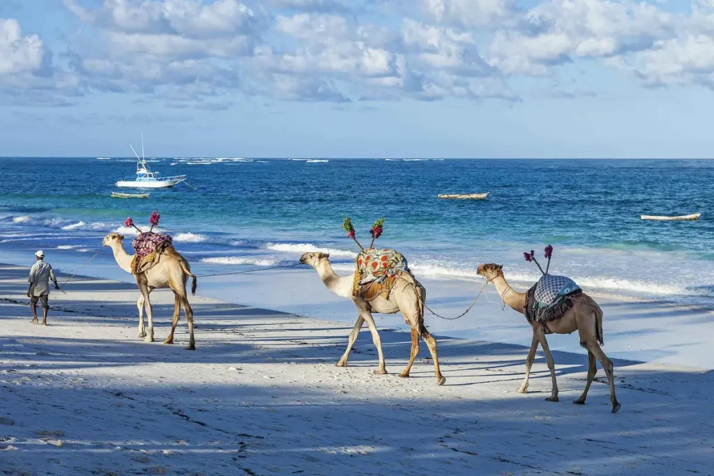 camels